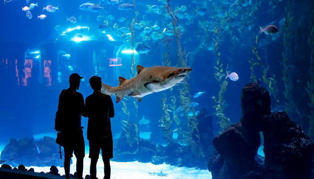 Acquario Poema del Mar - Biglietto - Foto 5